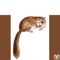 گونه سنجابک جنگلی Fat Dormouse